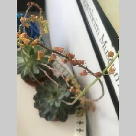 Appartamento ático Con Vistas Y Gran Terraza Guía de Isora